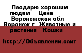 Паодарю хорошим людям. › Цена ­ 500 - Воронежская обл., Воронеж г. Животные и растения » Кошки   